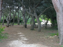 binibecaarboles